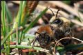 Colletes cunicularius